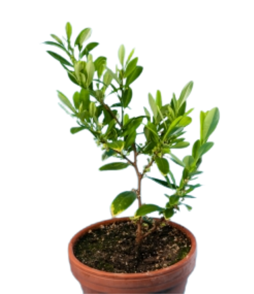 Seedlings & Tropical Plant Genetics