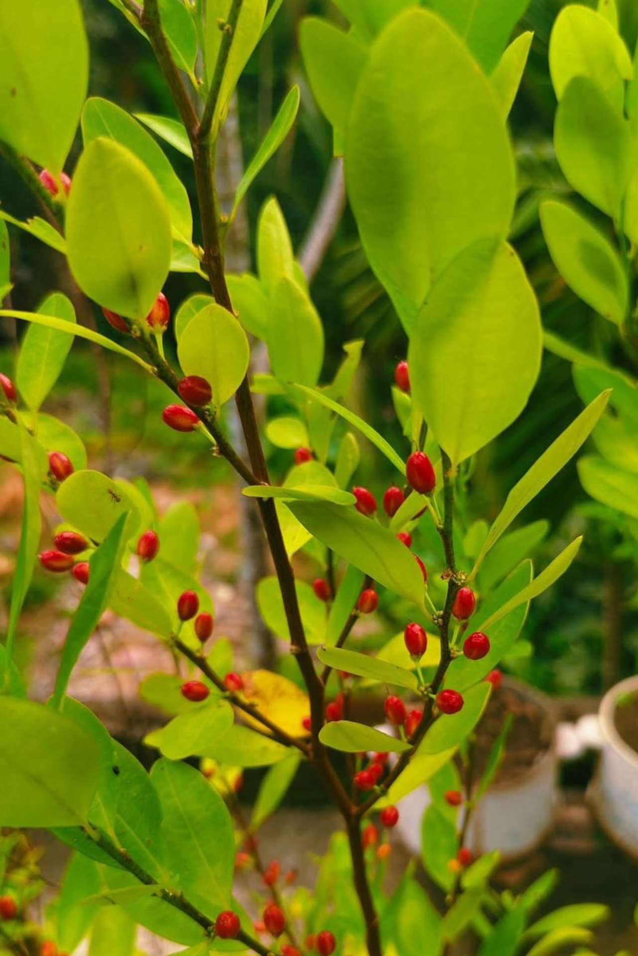 Erythroxylum Coca Seeds