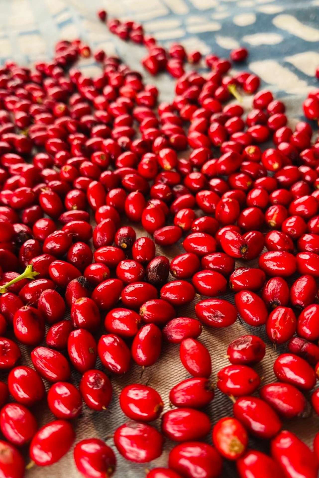Fresh Erythroxylum coca seeds prepared for botanical cultivation