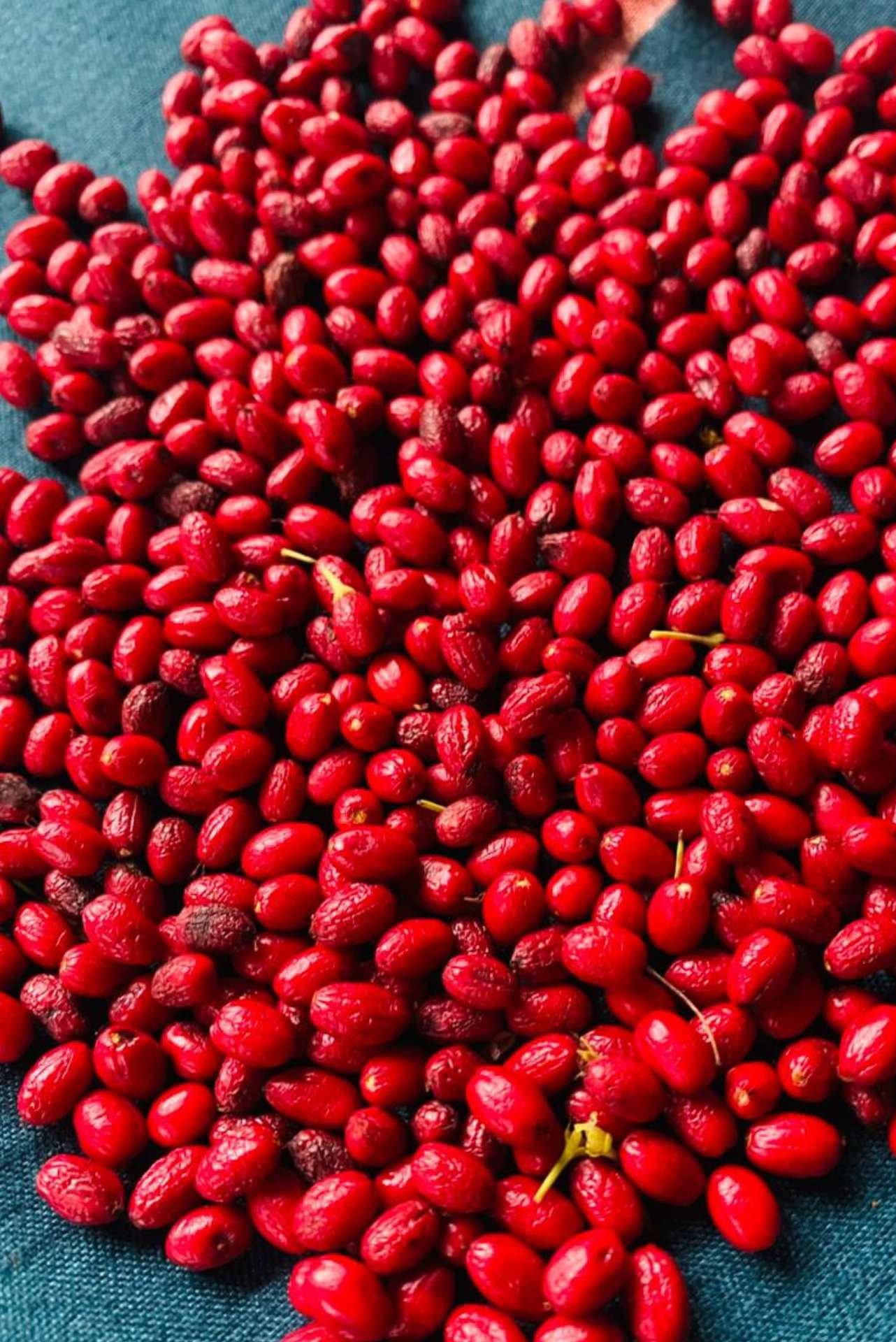 Trusted Source for Erythroxylum Coca Seeds