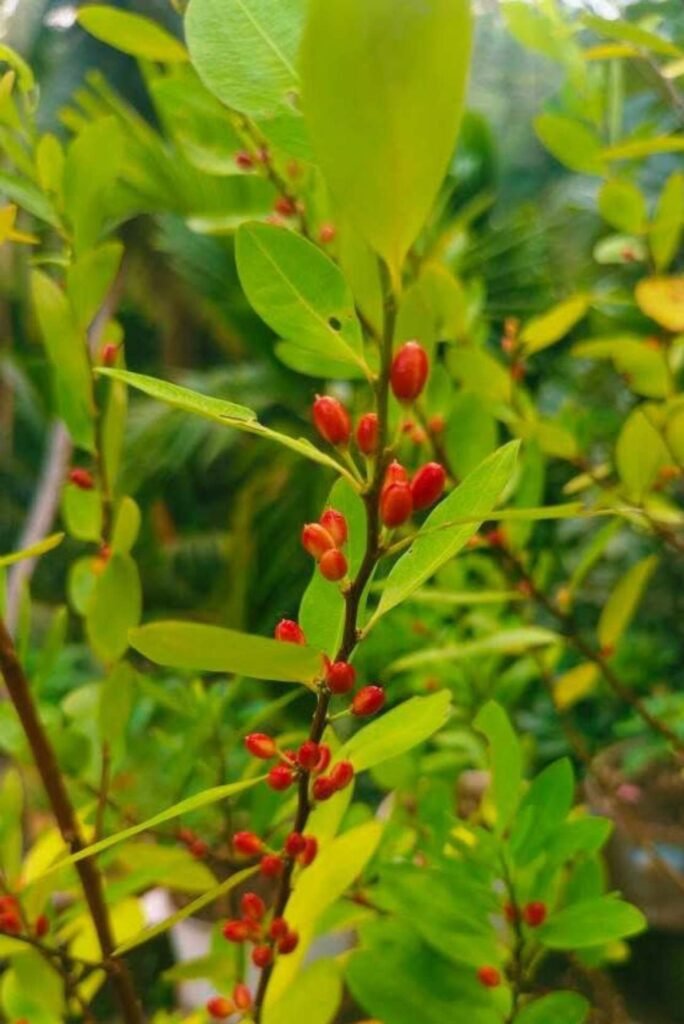 Fresh Erythroxylum coca seeds prepared for botanical cultivation