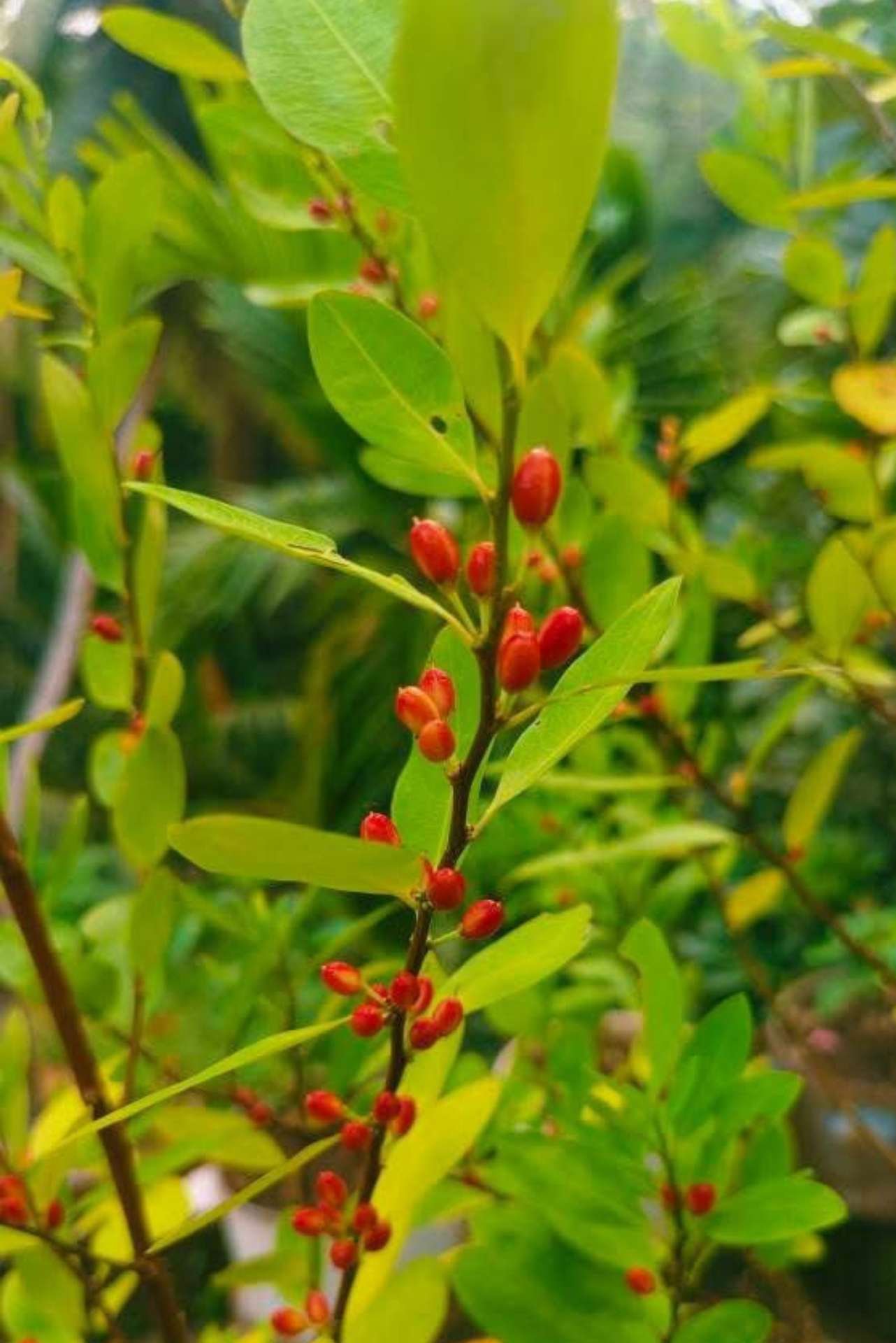 Fresh Erythroxylum coca seeds prepared for botanical cultivation
