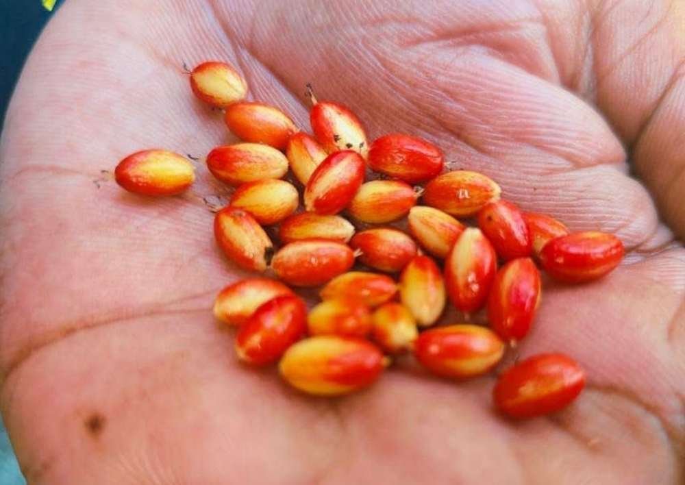Fresh Erythroxylum coca seeds held in hand for botanical research