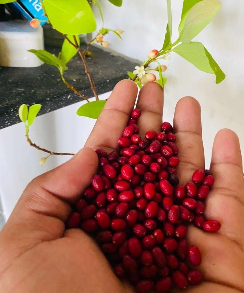 Erythroxylum novogranatense var. novogranatense seeds for ethnobotanical collection