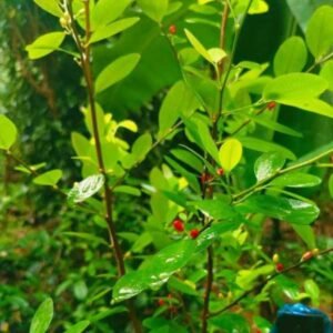 Fresh Erythroxylum coca seeds held by hand for botanical collection