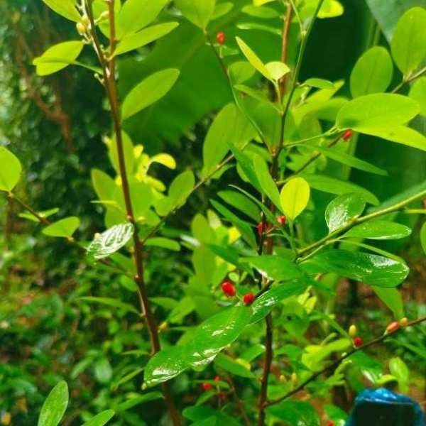 Fresh Erythroxylum coca seeds held by hand for botanical collection