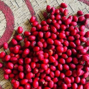 Fresh Erythroxylum coca seeds held by hand for botanical collection