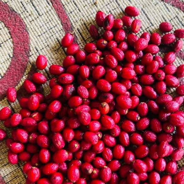 Fresh Erythroxylum coca seeds held by hand for botanical collection