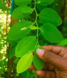 Premium Leaves 200+ Chewable