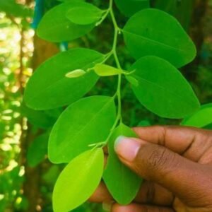 Premium Leaves 200+ Chewable