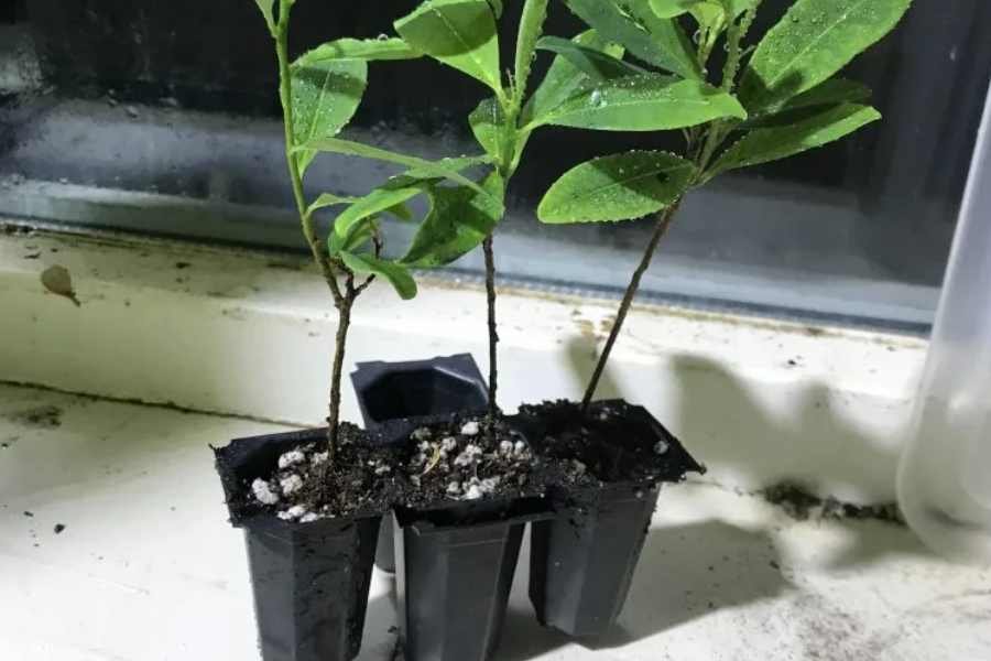 How to cultivate Erythroxylum coca seeds
