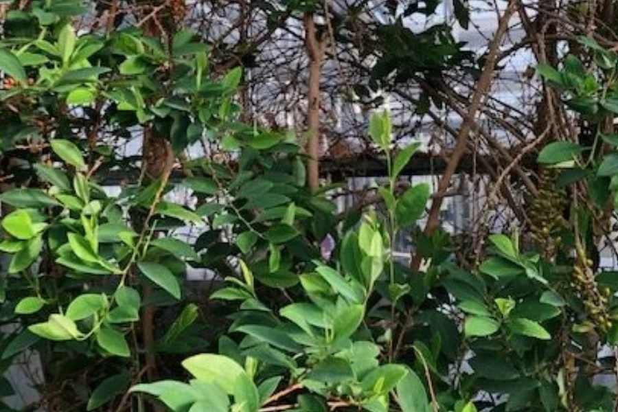 How to cultivate Erythroxylum coca seeds
