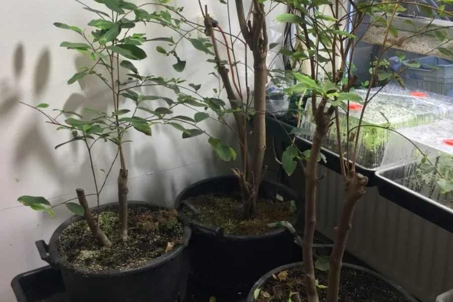 How to cultivate Erythroxylum coca seeds